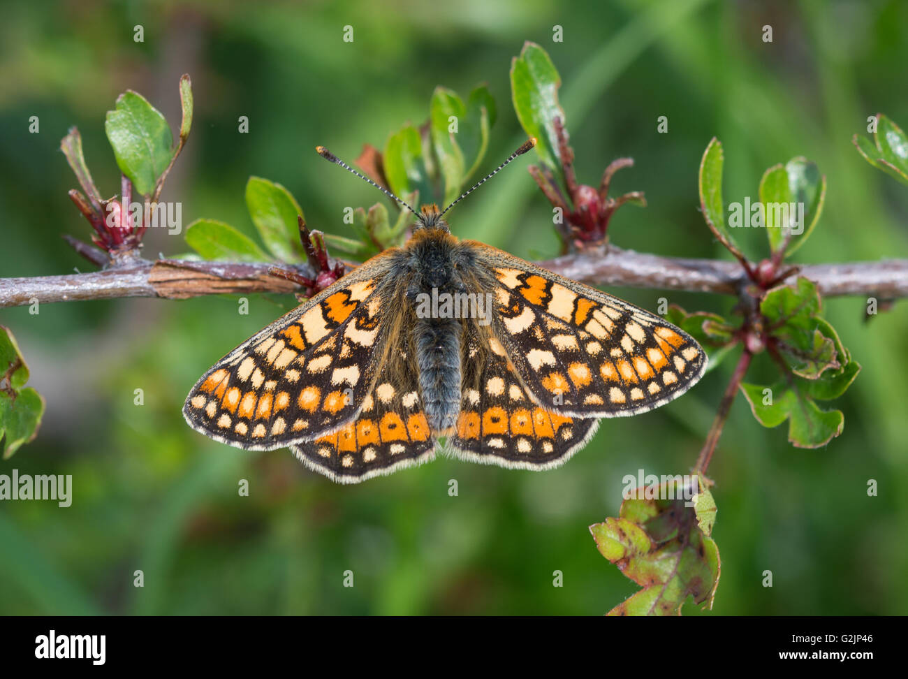 Marsh fritillary butterfly (Euphydryas aurinia) nel Wiltshire, Inghilterra Foto Stock