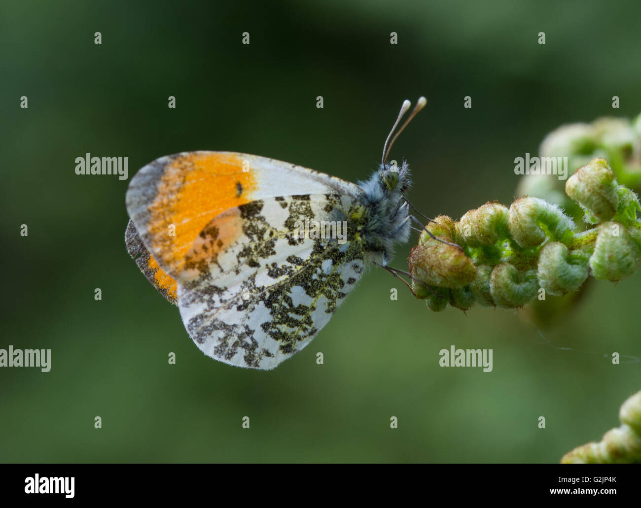 Maschio punta arancione farfalla (Anthocharis cardamines) su bracken in Hampshire, Inghilterra Foto Stock