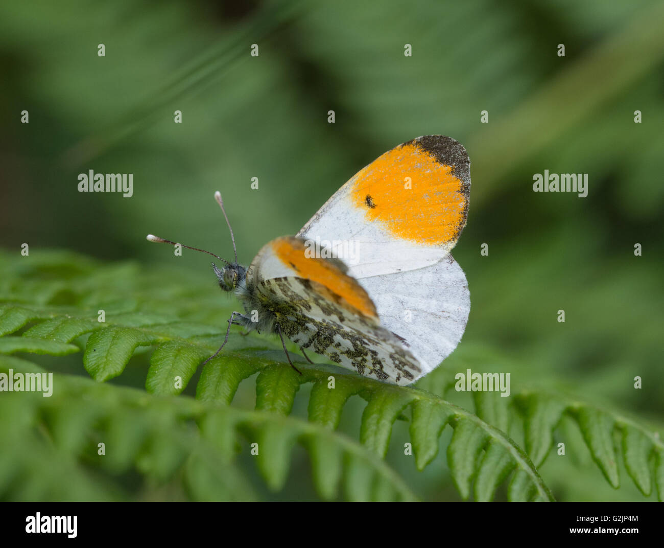 Maschio punta arancione farfalla (Anthocharis cardamines) su bracken in Hampshire, Inghilterra Foto Stock