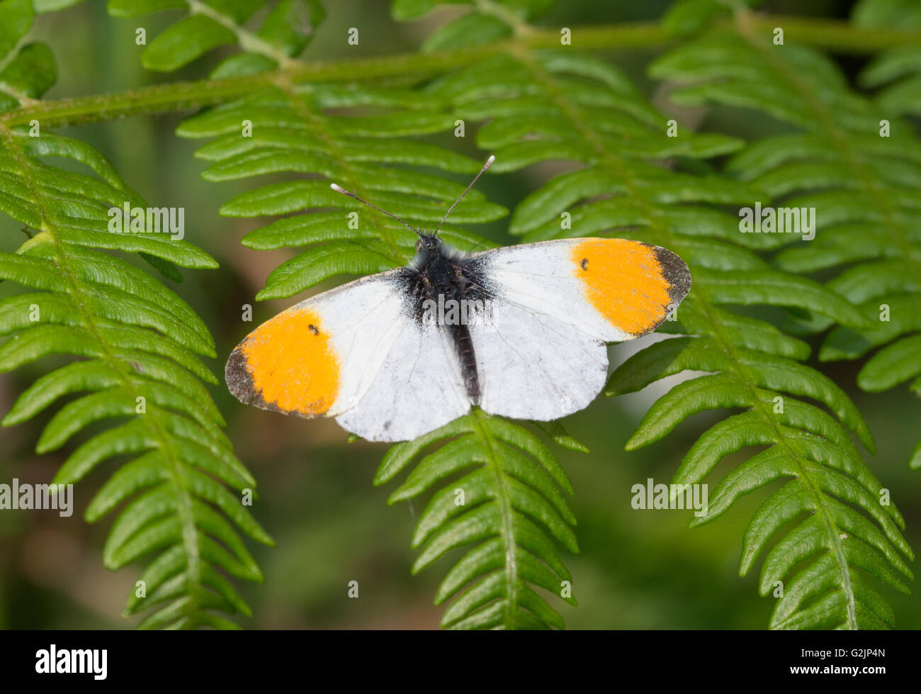Maschio punta arancione farfalla (Anthocharis cardamines) - open-winged - su bracken in Hampshire, Inghilterra Foto Stock