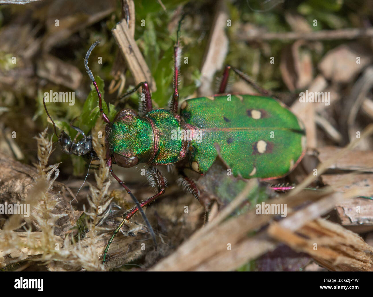 Coleottero di tigre verde (Cicindela campestris) mangiare preda di insetti, Regno Unito Foto Stock