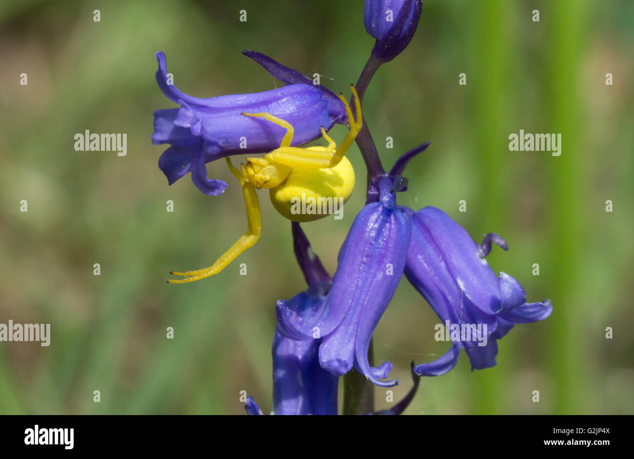 Ragno di granchio giallo sul fiore di bluebell in Hampshire, Regno Unito Foto Stock
