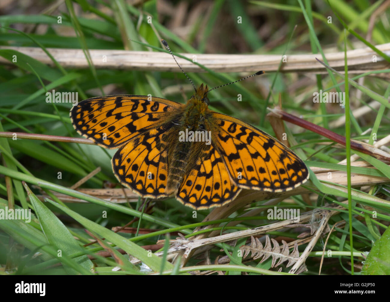 Farfalla di fritillary (Boloria selene) con bordo di perle piccole - aperta - UK Foto Stock