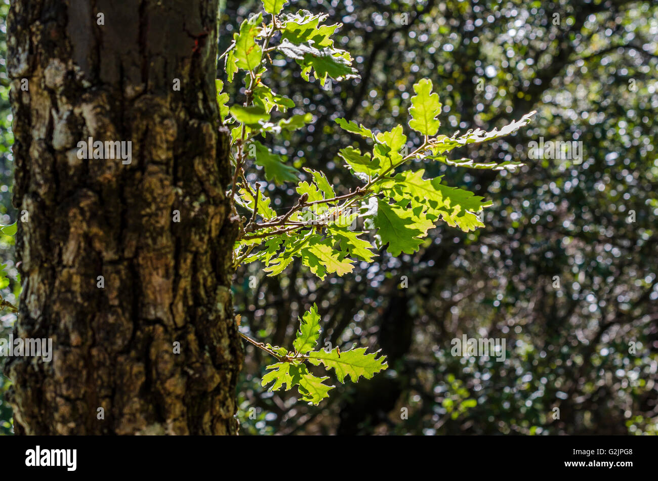 FORET DE STE BAUME, CHENE BLANC, VAR 83 FRANCIA Foto Stock