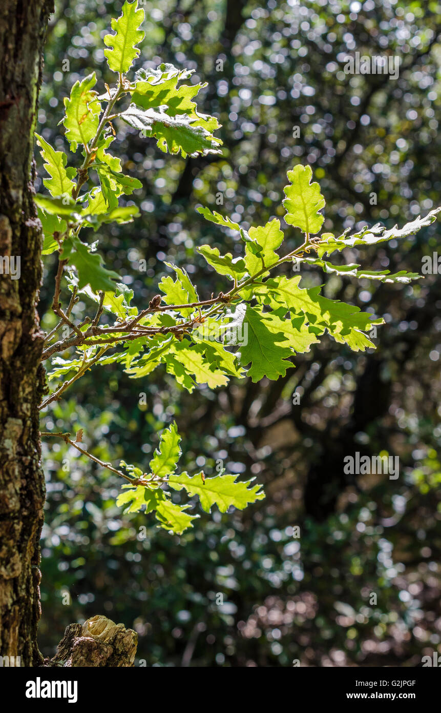 FORET DE STE BAUME, CHENE BLANC, VAR 83 FRANCIA Foto Stock