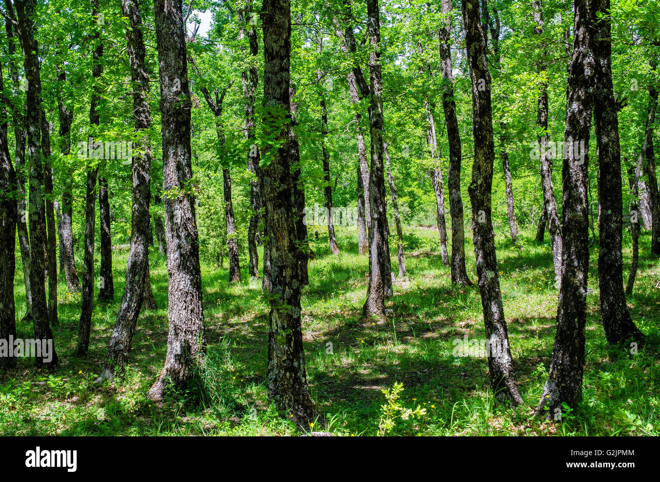 FORET DE STE BAUME, CHENES BLANCS, VAR 83 FRANCIA Foto Stock