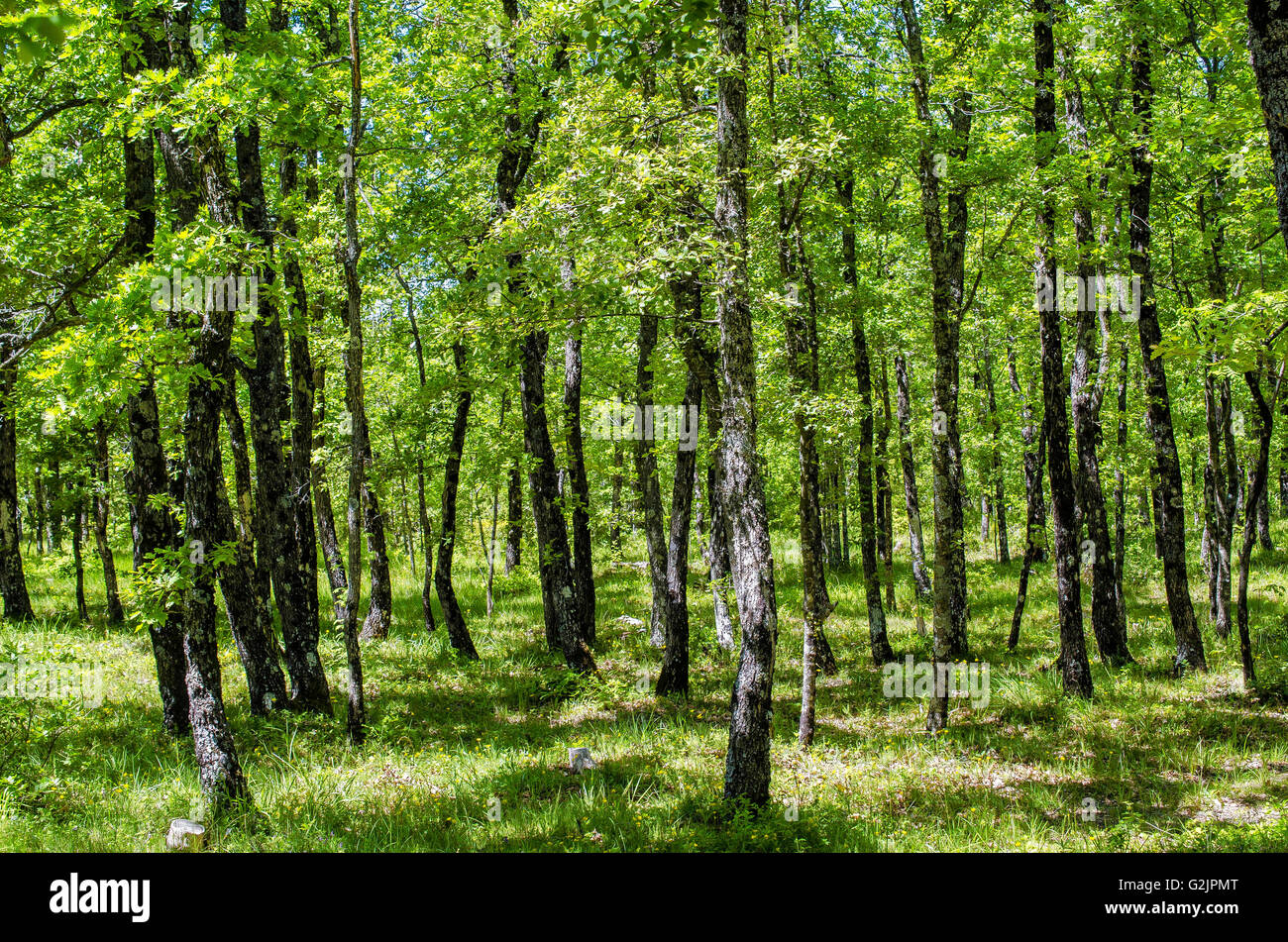 FORET DE STE BAUME, CHENES BLANCS, VAR 83 FRANCIA Foto Stock