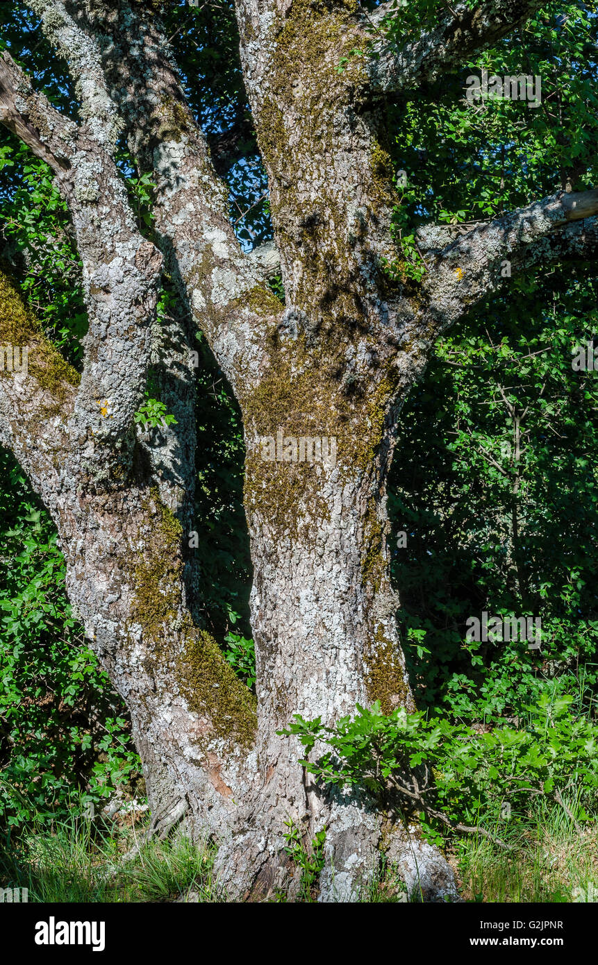 FORET DE STE BAUME, TRONC DE CHENE, VAR 83 FRANCIA Foto Stock