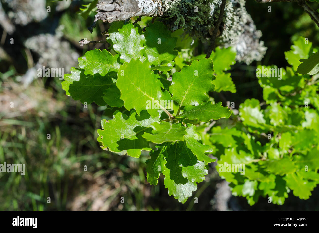 FORET DE STE BAUME, CHENE PUBESCENT, VAR 83 FRANCIA Foto Stock