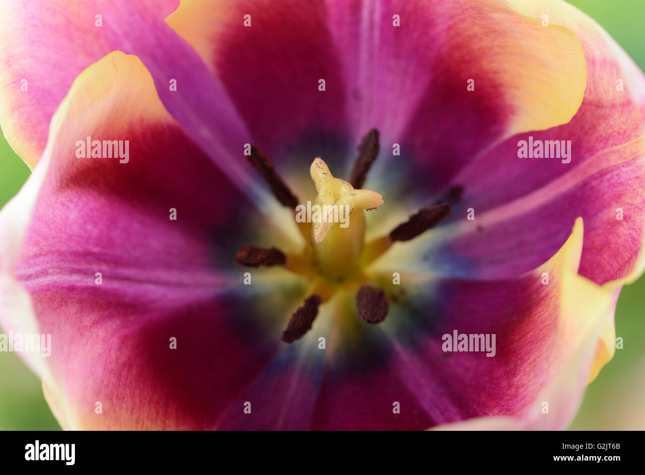 Tulipa 'ATLANTIS' Tulip singolo gruppo di ritardo chiusura del centro di fiori Aprile Foto Stock