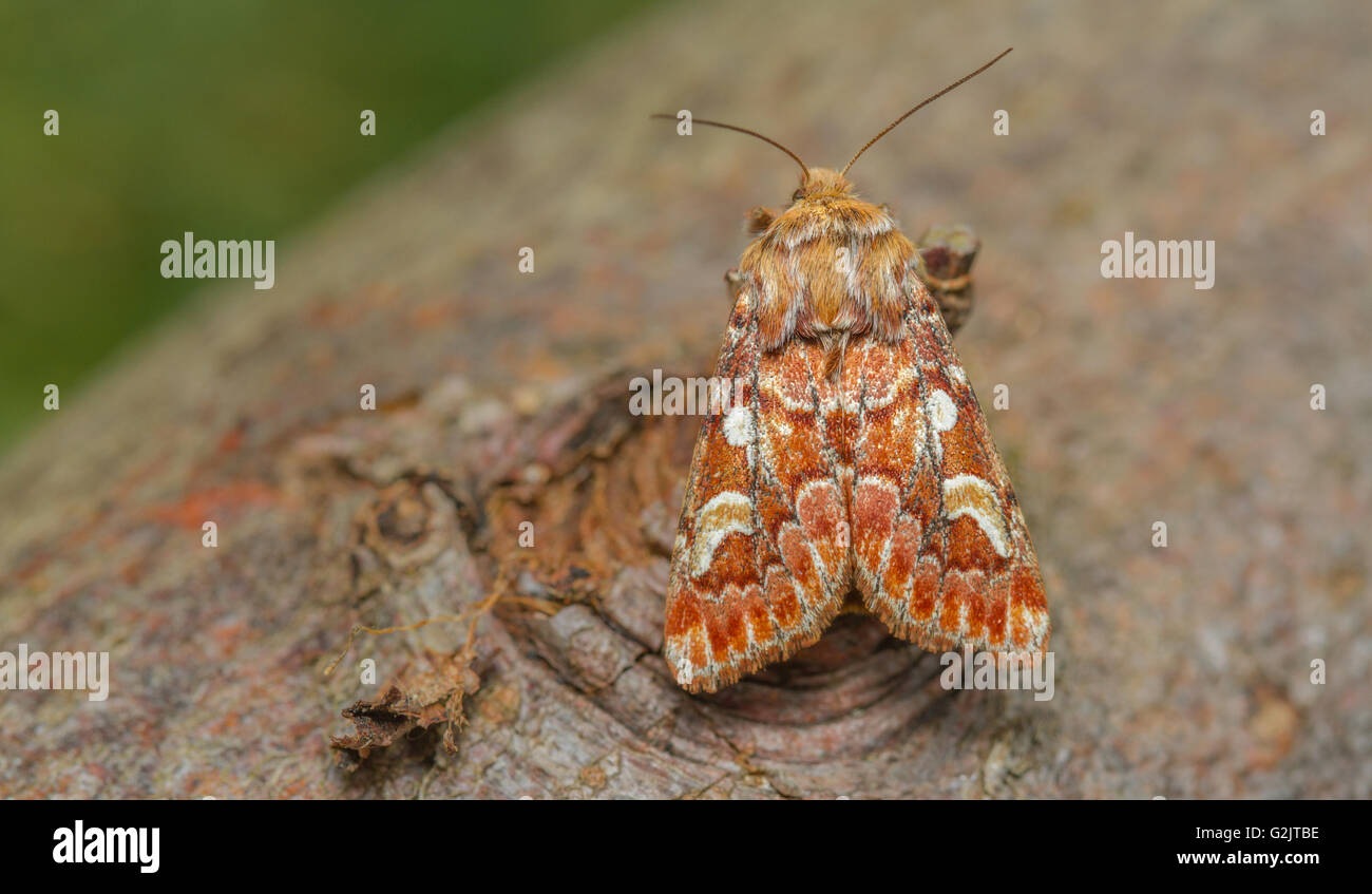 La bellezza di pino tarma (Panolis flammea) termoregolatrice per riscaldare la muscolatura di volo prima del decollo. Foto Stock