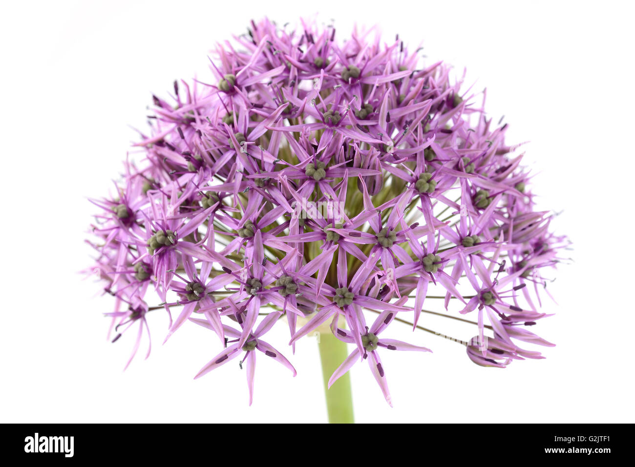 Allium stipitatum 'Violetta bellezza' possono Foto Stock