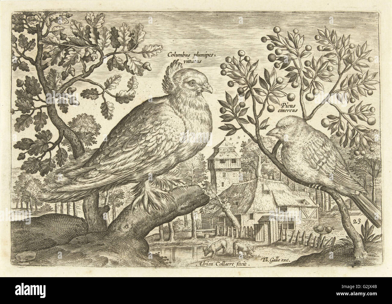 Due uccelli in un paesaggio, Adriaen Collaert, 1598 - 1618 Foto Stock