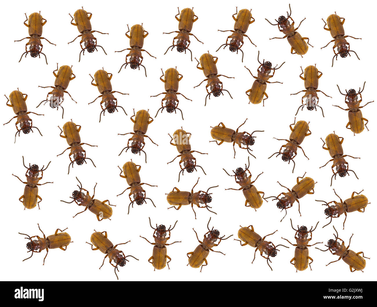 Sullo sfondo della natura, piccoli insetti su sfondo bianco Foto Stock