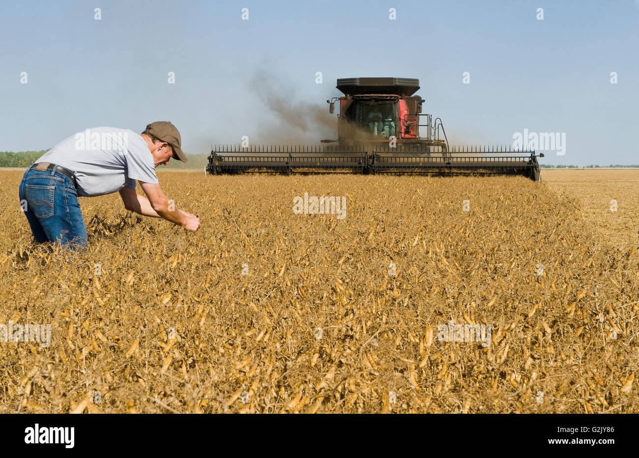 Un uomo esamina campo giallo piselli mentre una mietitrebbia raccolti il raccolto, vicino a Winnipeg, Manitoba, Canada Foto Stock