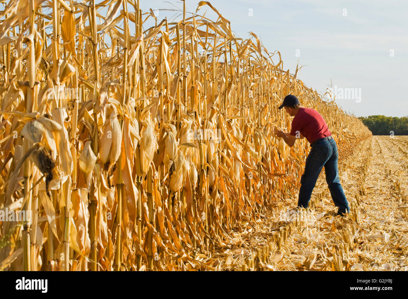 Un agricoltore esamina feed/mais granella durante il raccolto vicino a Niverville, Manitoba, Canada Foto Stock