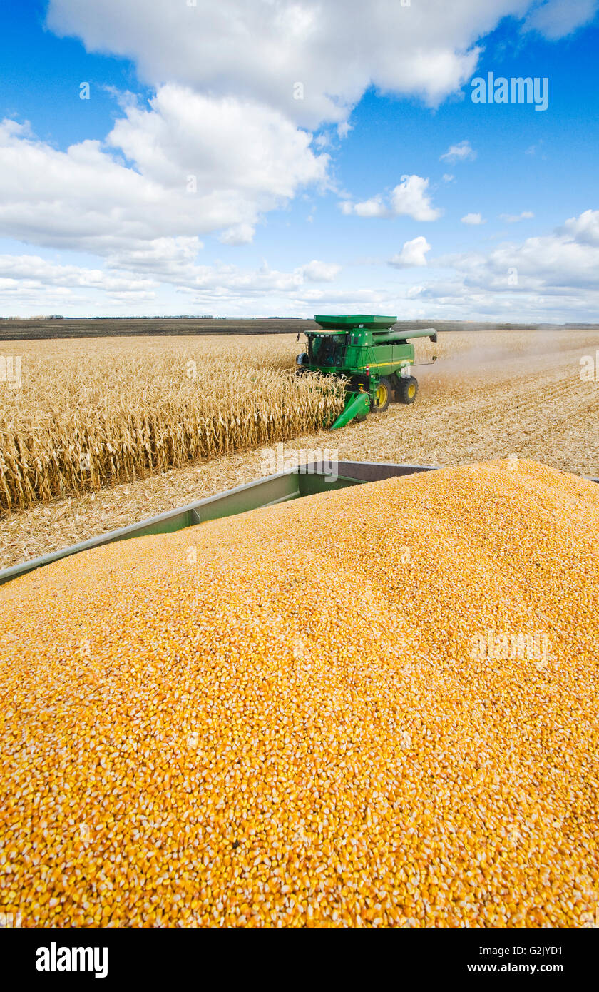 Alimentazione/mais granella nel retro di un carro del grano durante la mietitura vicino a Niverville, Manitoba, Canada Foto Stock