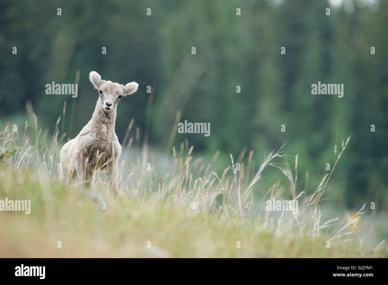 Agnello, Bighorn, Ovis canadensis, montagne rocciose, Alberta, Canada Foto Stock