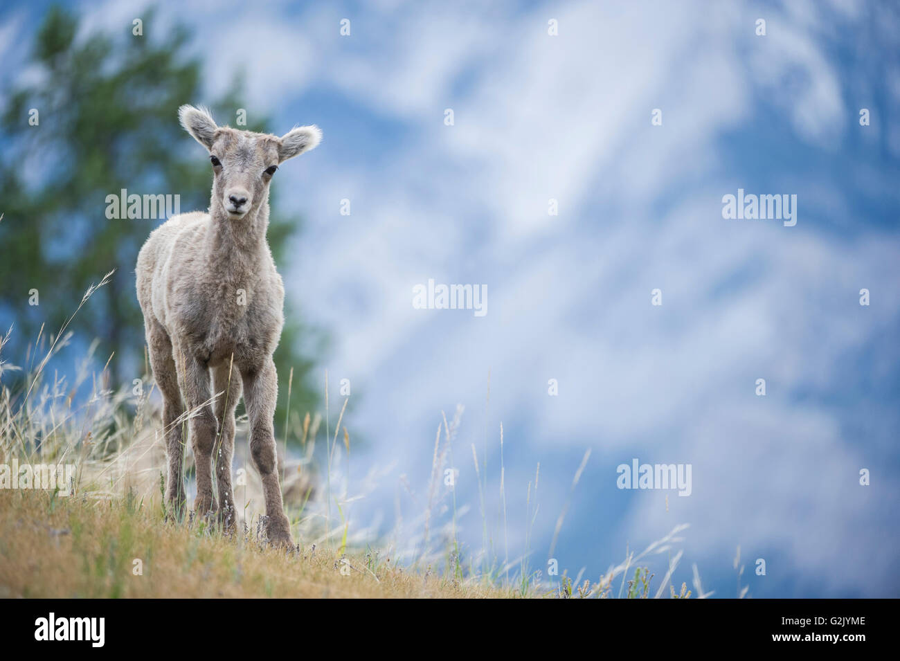 Agnello, Bighorn, Ovis canadensis, montagne rocciose, Alberta, Canada Foto Stock