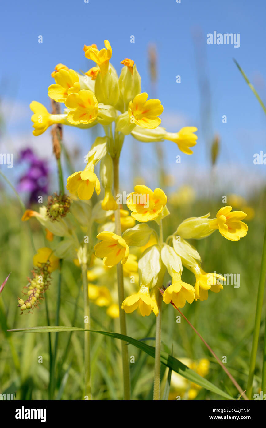 Cowslip - Primula veris fiori di prato contro il cielo blu Foto Stock