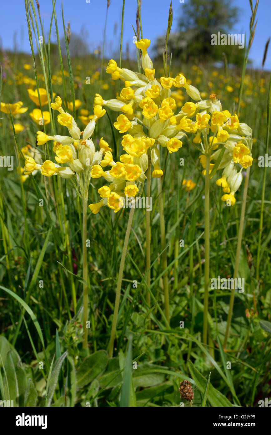 Cowslip - Primula veris fiori di prato contro il cielo blu Foto Stock