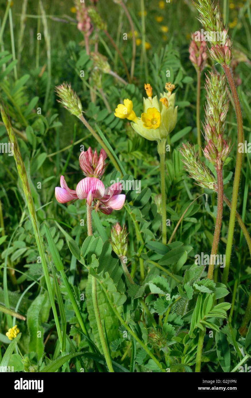 Sainfoin fiore & Foglie - Onobrychis viciifolia con Cowslip Foto Stock