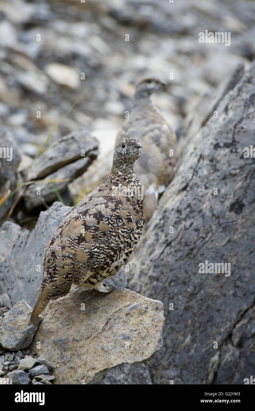 White-tailed Pernice bianca, Lagopus leucura, montagne rocciose, Alberta, Canada Foto Stock