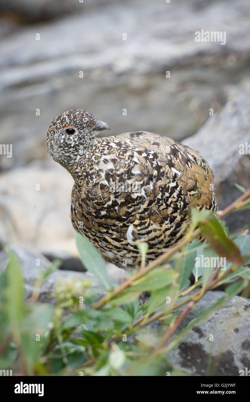 White-tailed Pernice bianca, Lagopus leucura, montagne rocciose, Alberta, Canada Foto Stock