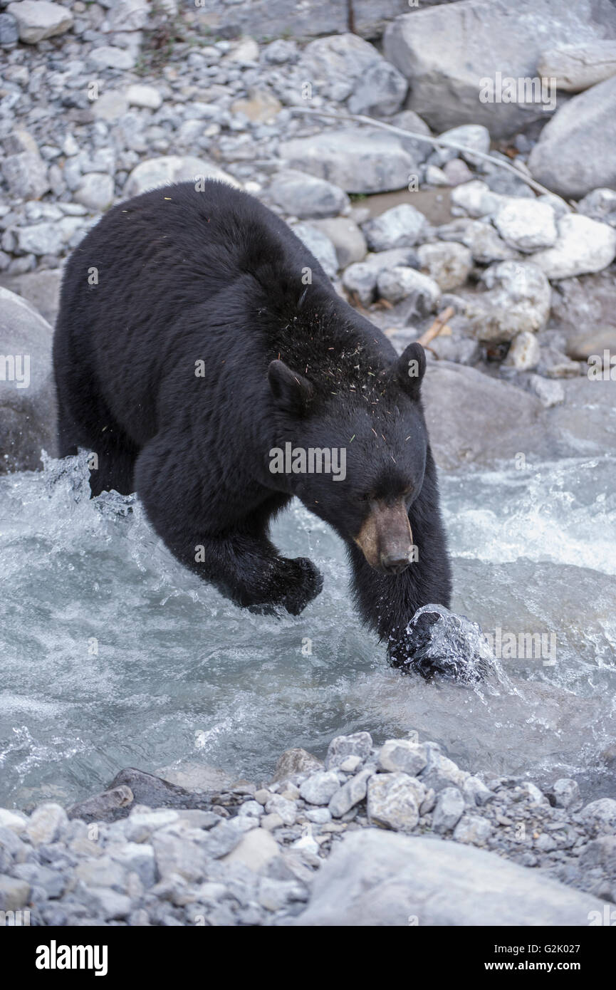 Ursus americanus, orso nero, montagne rocciose, Alberta, Canada, attraversando creek Foto Stock