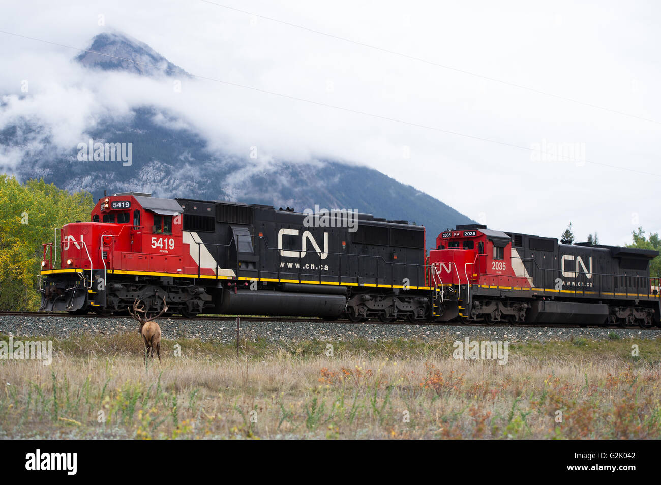 Cervus canadensis nelsoni, Rocky Mountain elk, Rut, Alberta, Canada, bull vicino stazione Foto Stock