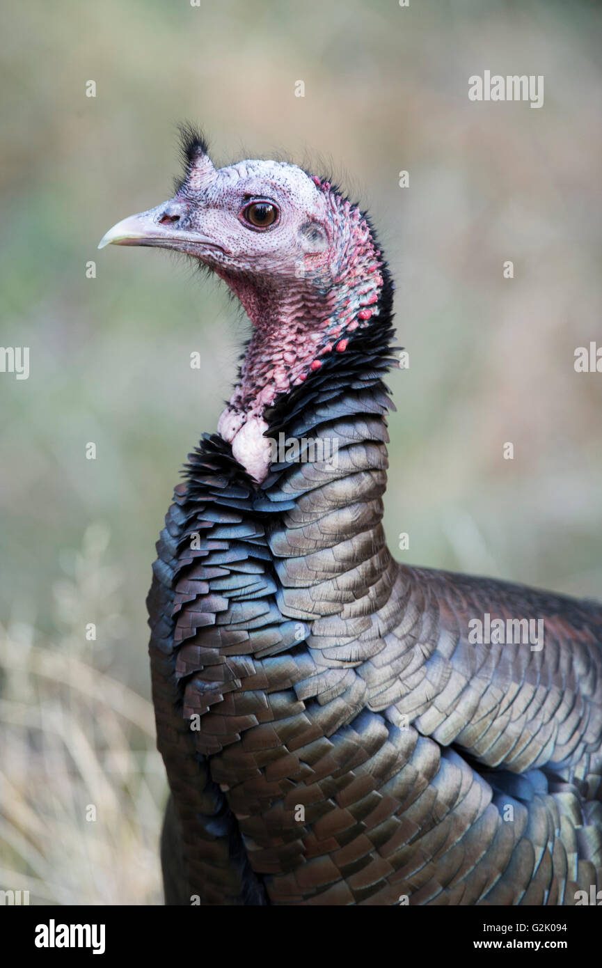 Meleagris gallopavo merriami, merriam la Turchia, Idaho, Stati Uniti Foto Stock