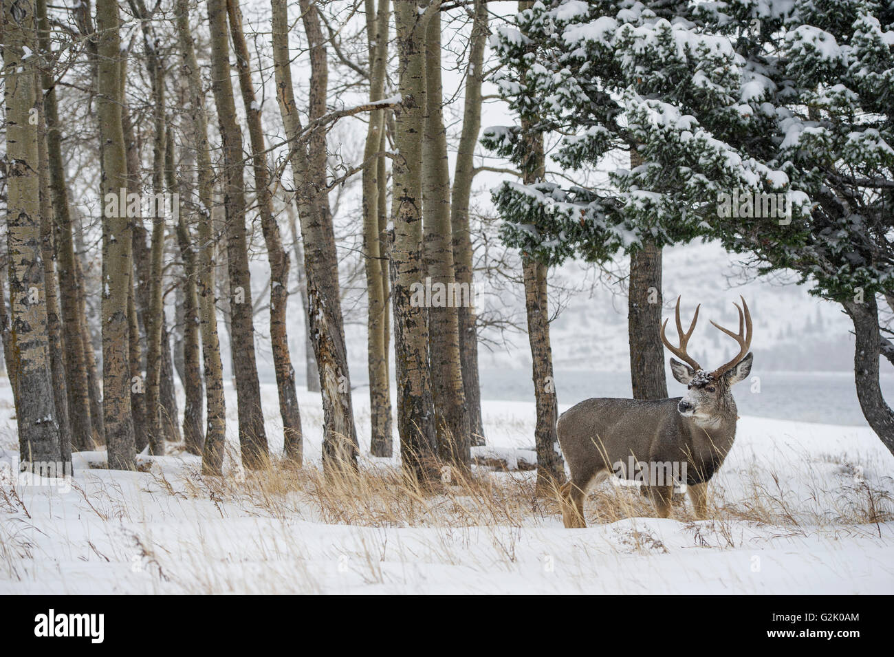 Odocoileus hemionus mule deer, buck, maschio, Alberta, Canada Foto Stock