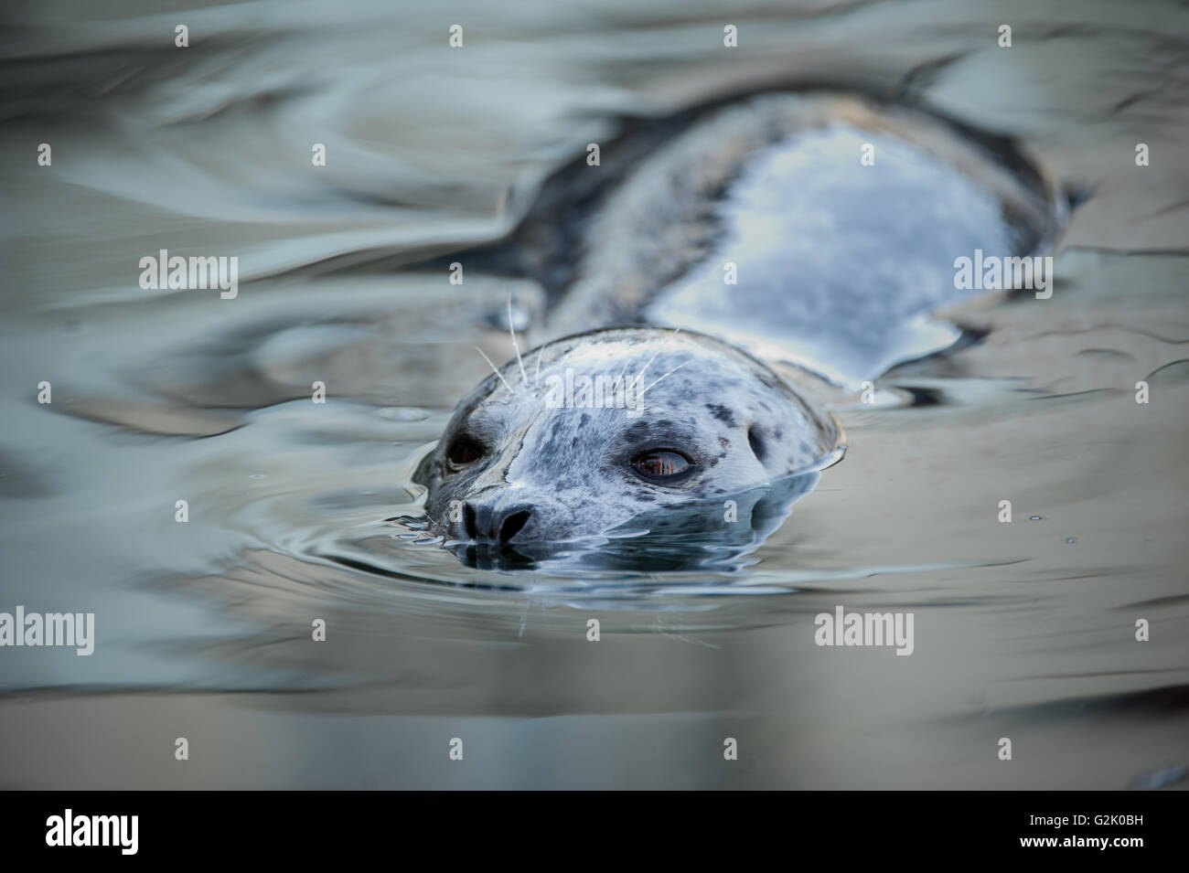 Pinnipedia, guarnizione, Oceano Pacifico, British Columbia, Canada Foto Stock