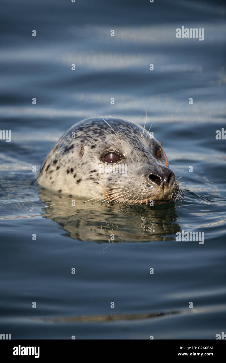 Pinnipedia, guarnizione, Oceano Pacifico, British Columbia, Canada Foto Stock