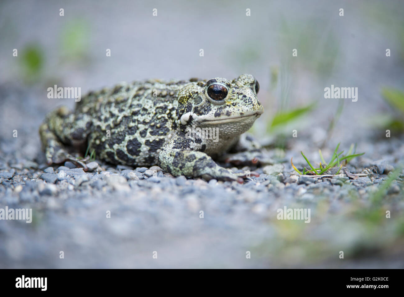 Boreas anaxyrus, western toad, montagne rocciose, British Columbia, Canada Foto Stock