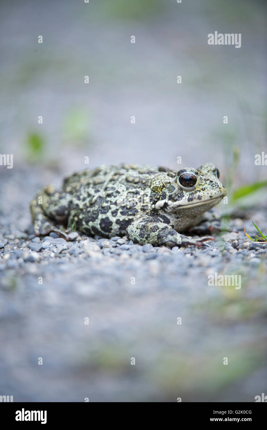 Boreas anaxyrus, western toad, montagne rocciose, British Columbia, Canada Foto Stock