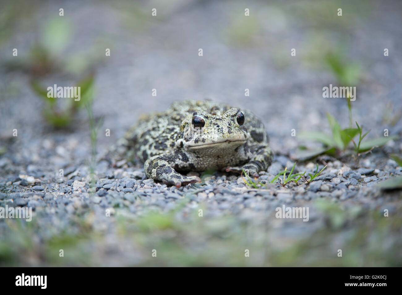 Boreas anaxyrus, western toad, montagne rocciose, British Columbia, Canada Foto Stock