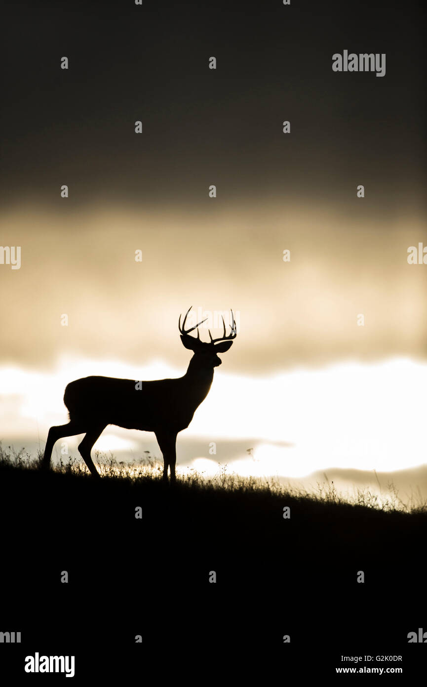 Culbianco, cervi, Odocoileus virginianus, buck, maschio, montagne rocciose, Montana, Stati Uniti, Foto Stock