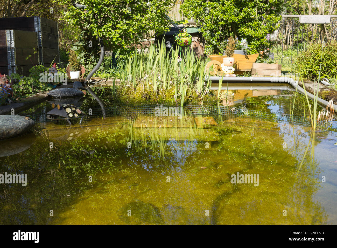 Giardino naturale con un laghetto in estate europea Ninfea Bianca (Nymphaea alba), Viola Loosestrife (Lythrum salicaria) Foto Stock