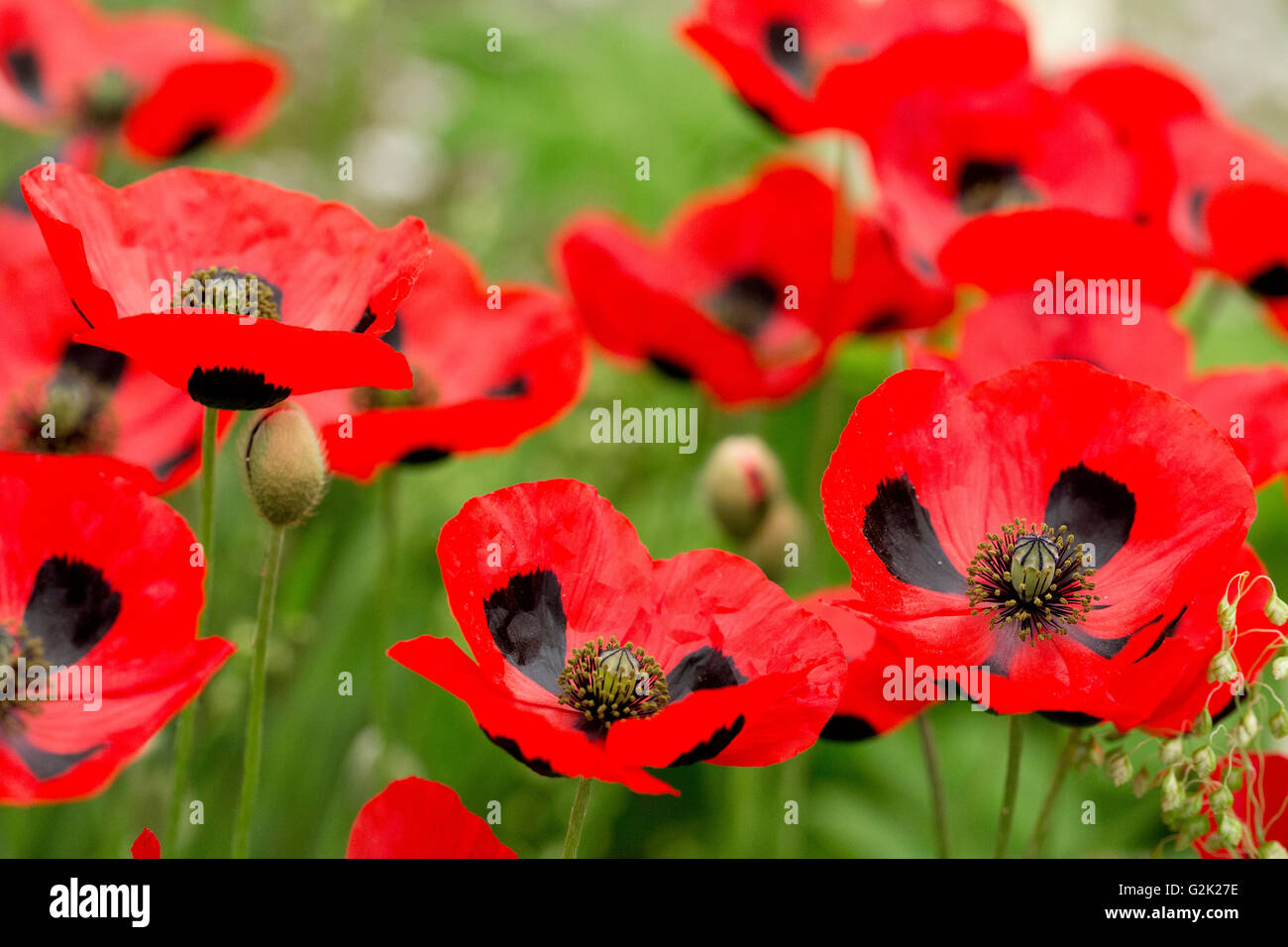 Ladybird Papaveri sul RHS Chelsea Flower Show 2016 Foto Stock