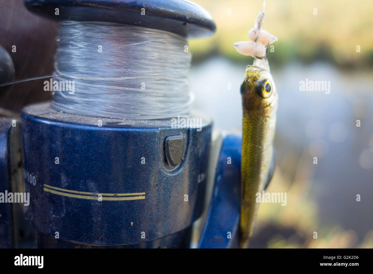 Rod Fisher e il piccolo pesce Foto Stock