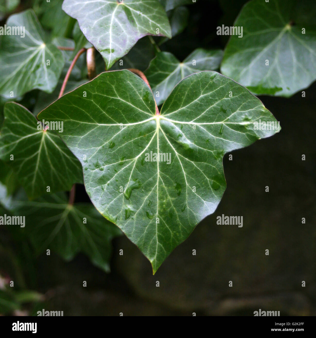 Foglia di edera al sole Foto Stock