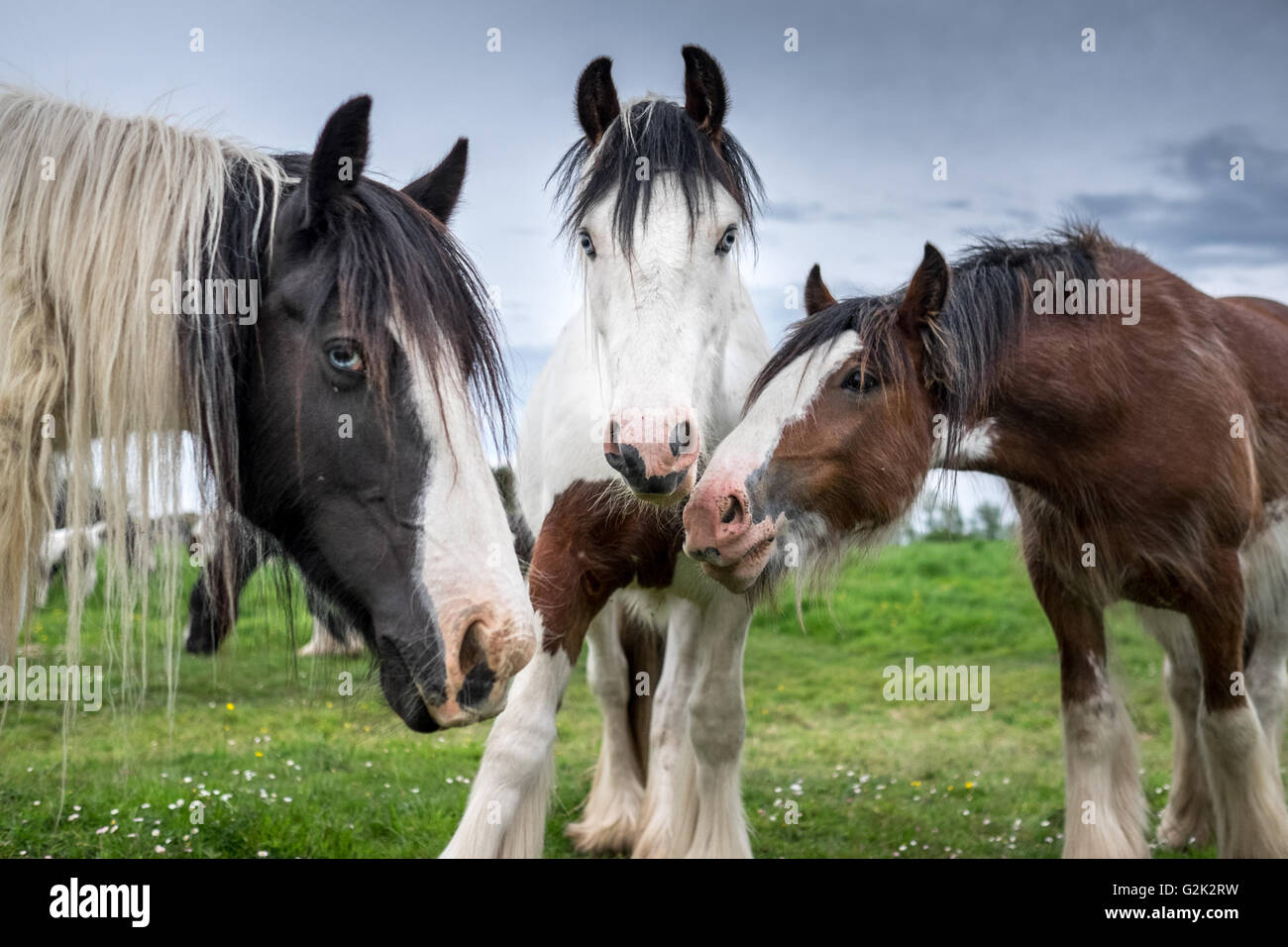 Tre bellissimi cavalli femmina mares salutare il fotografo in una fattoria in Cambridgeshire, Inghilterra. Foto Stock
