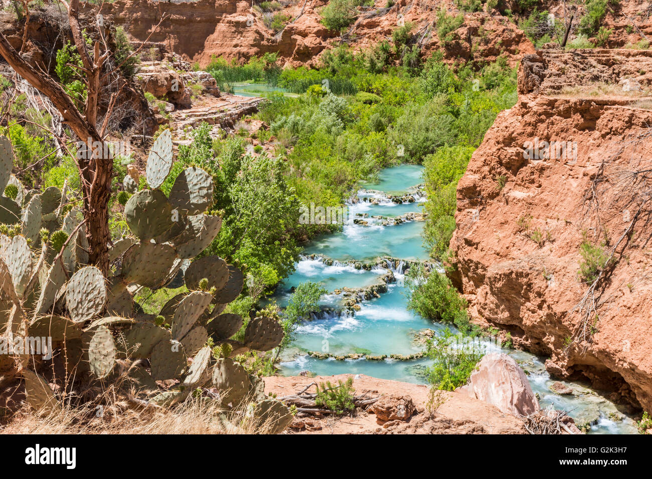 Ficodindia cactus sulle scogliere di turchese Havasu Creek sul Havasupai Indian Reservation nel Grand Canyon. Foto Stock