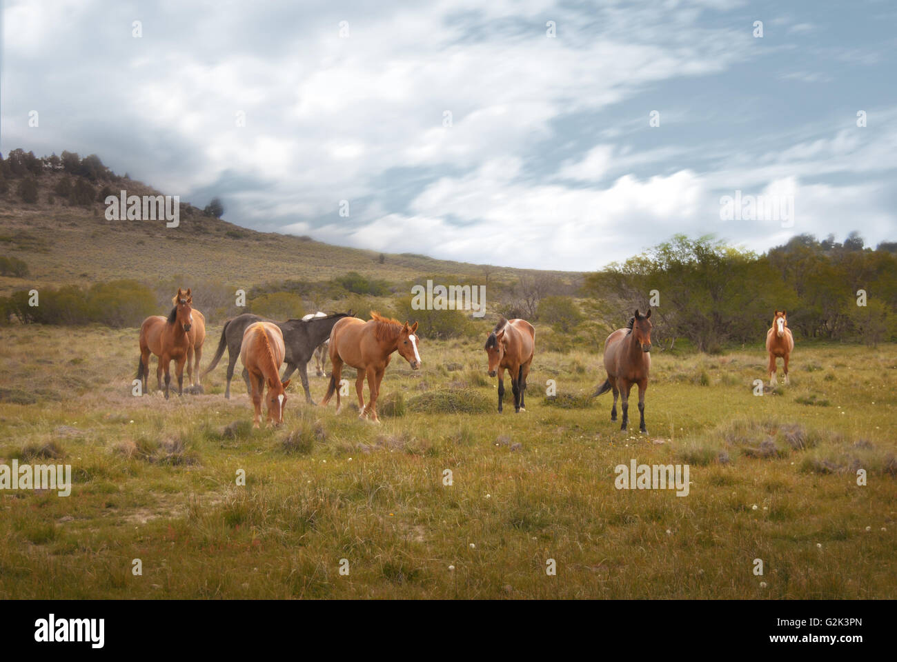 Cavalli selvaggi in un bellissimo campo aperto con una grande sky Foto Stock