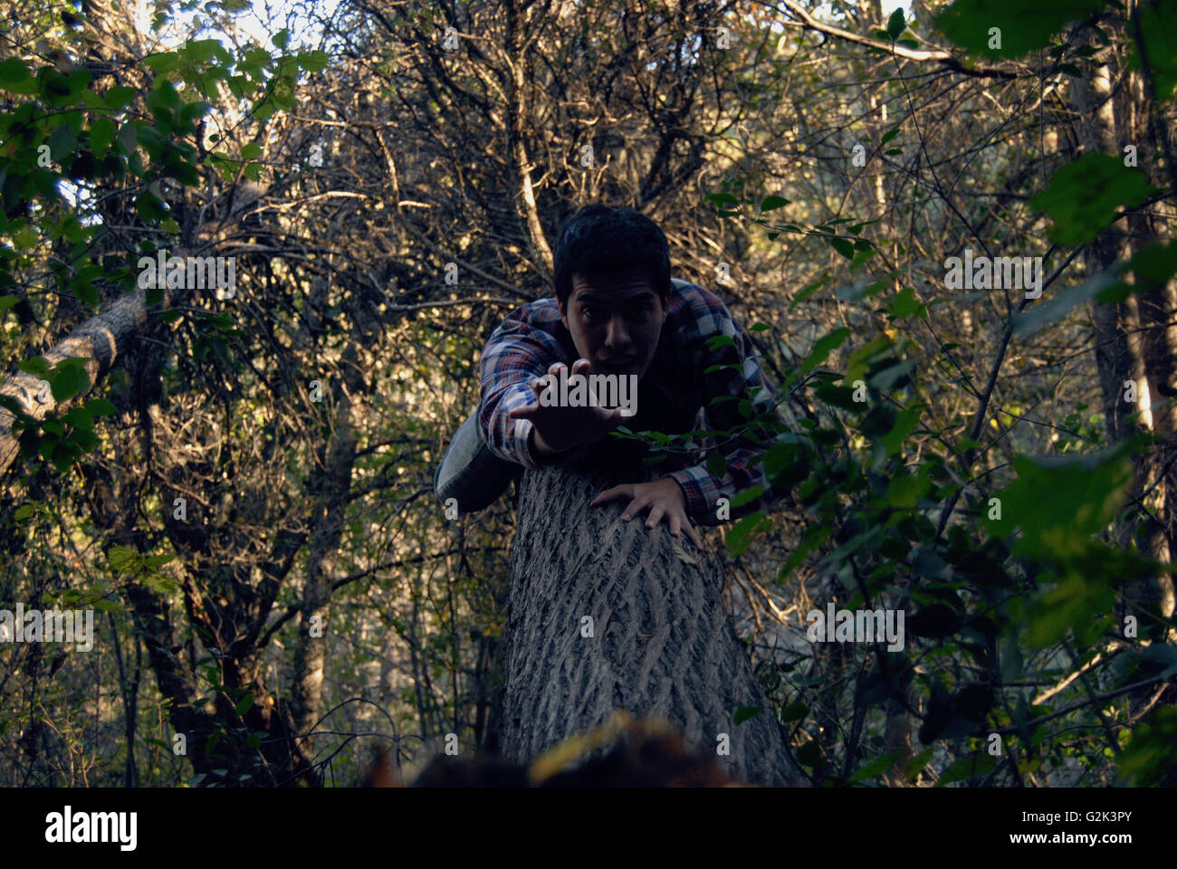 Ragazzo in un albero che cade, illusione prospettica Foto Stock