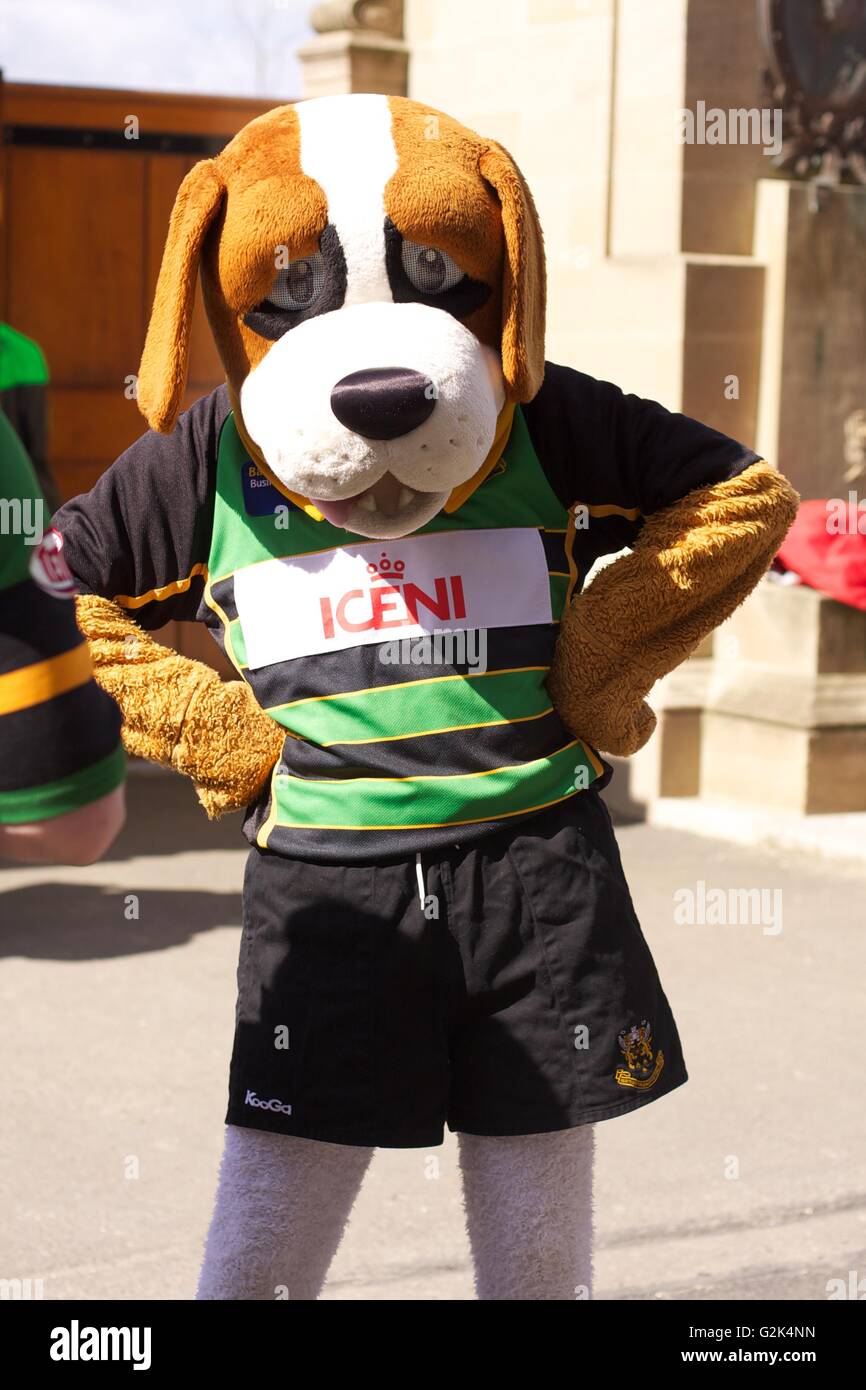 Northampton Santi mascotte Bernie Foto Stock