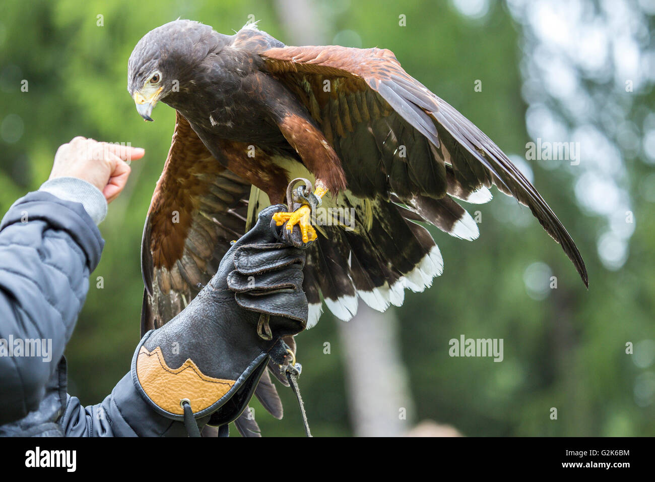 Un Harris's hawk, Parabuteo unicinctus, appollaiato sul braccio con guanti di falconer Foto Stock