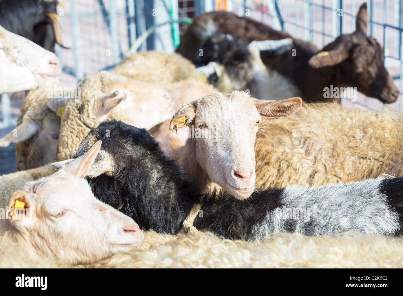 Una specie ovina domestica, Ovis aries, guardando la telecamera mentre in piedi il gregge nell'ovile Foto Stock