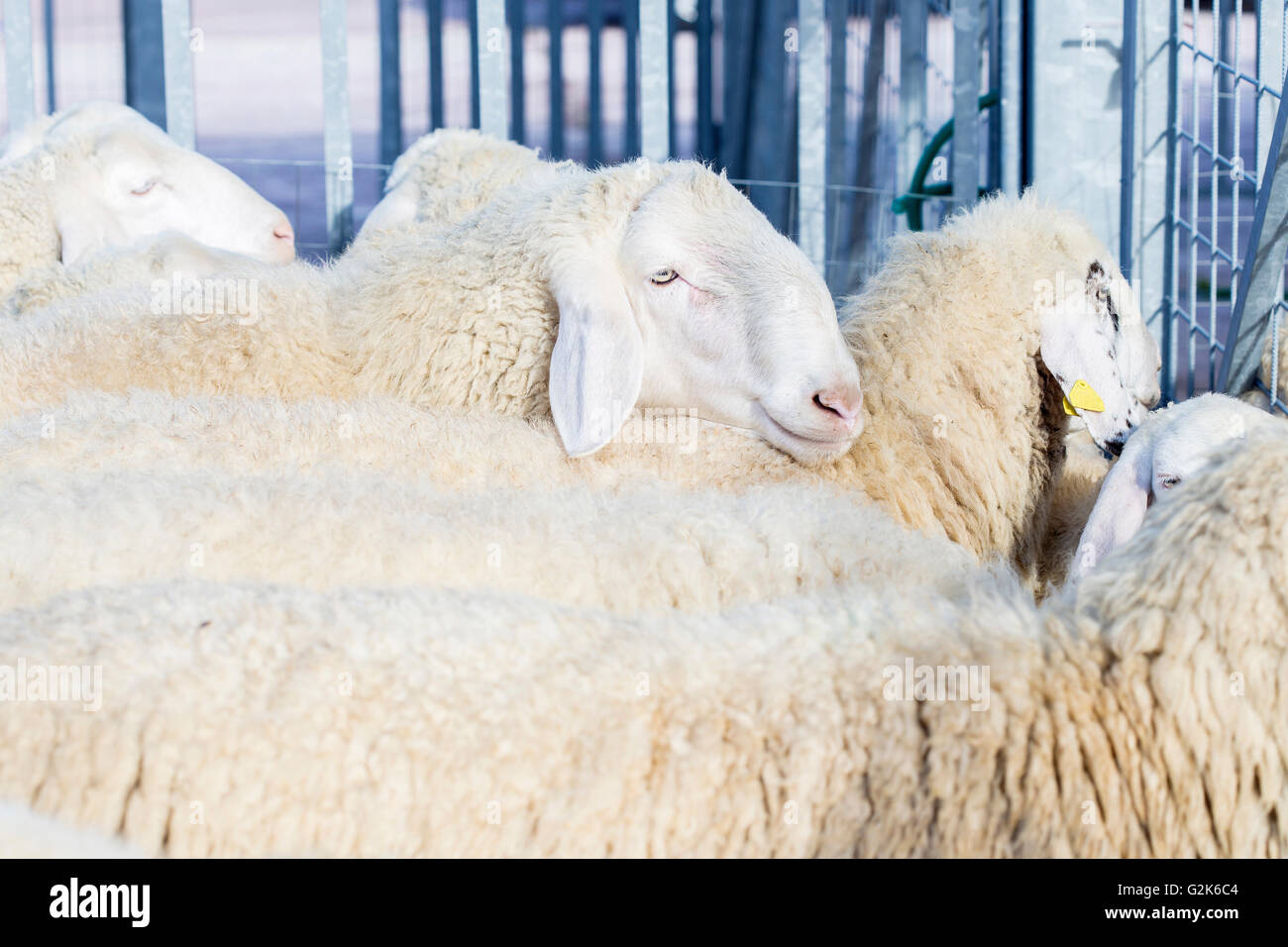 Gregge di ovini domestici, Ovis aries, nell'ovile Foto Stock
